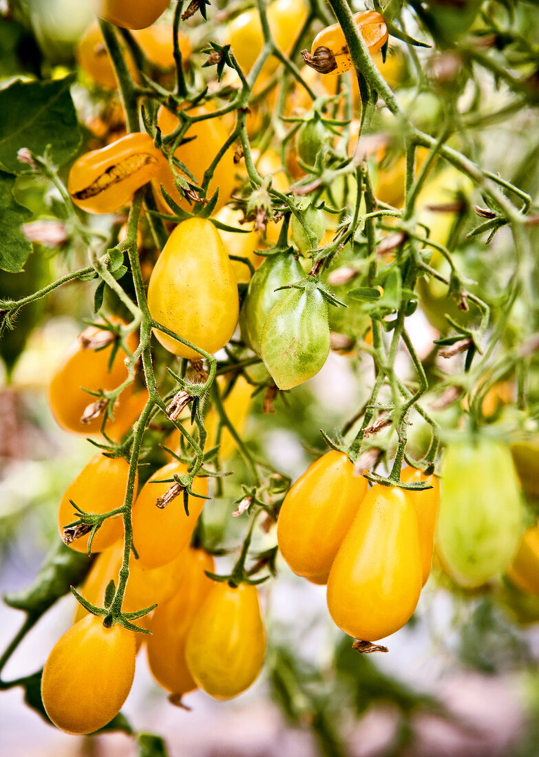 Wildtomate, Wildtomaten, gelb, Tomaten, Strauch, Tomatenstrauch