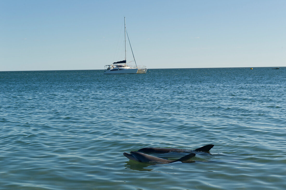 Dolphins and yacht in Shark Bay, Monkey Mia, Australia
