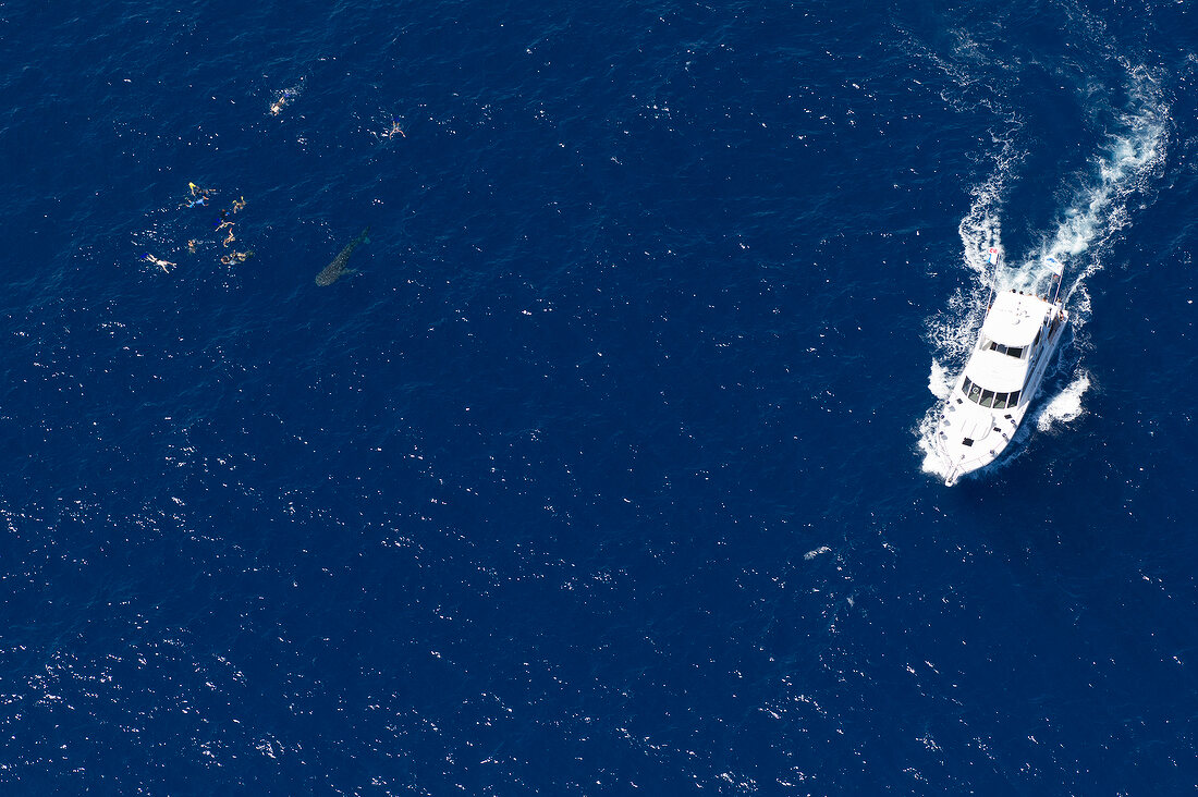 Australien, Western Australia, Exmouth, Ningaloo Reef, Diving