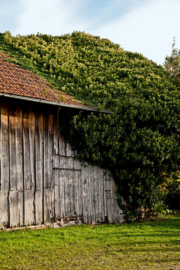 View of wooden house with tree