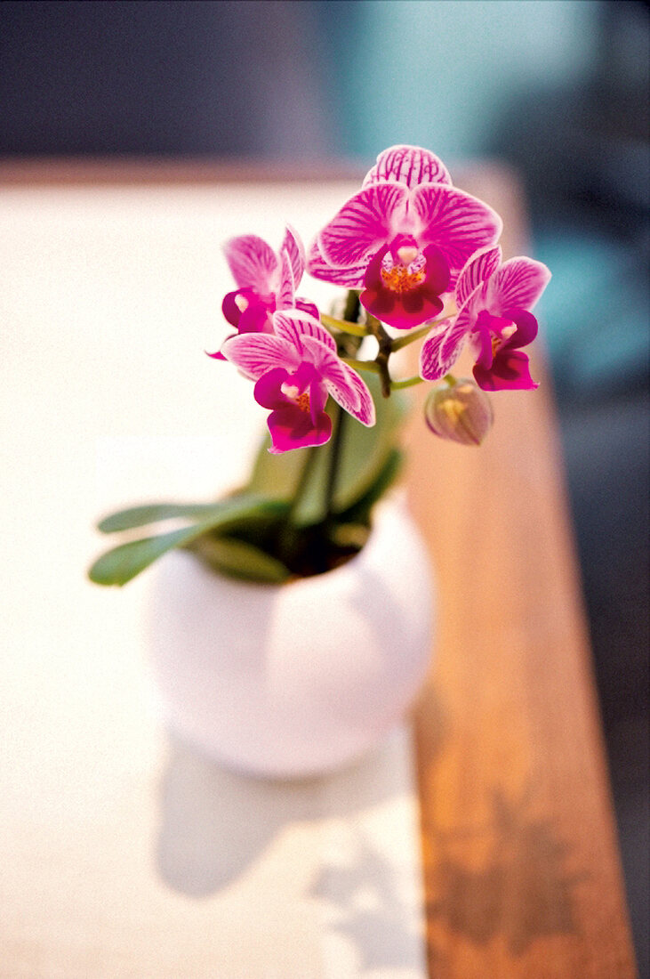 Deko-Blume, Blume, im Topf, pink, rosa, blühend, Orchidee, Orchideen