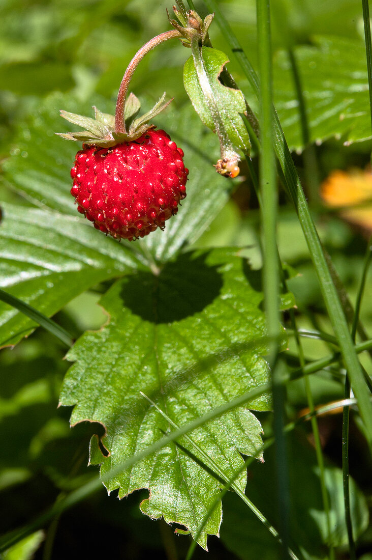 Mikolajki Wild Strawberry near Warmia-Masuria, Poland