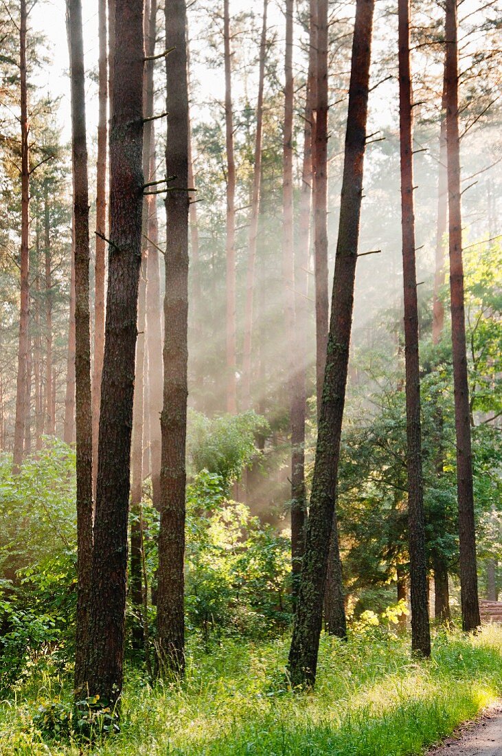 A forest in the early morning, Warmia-Masuria, Poland