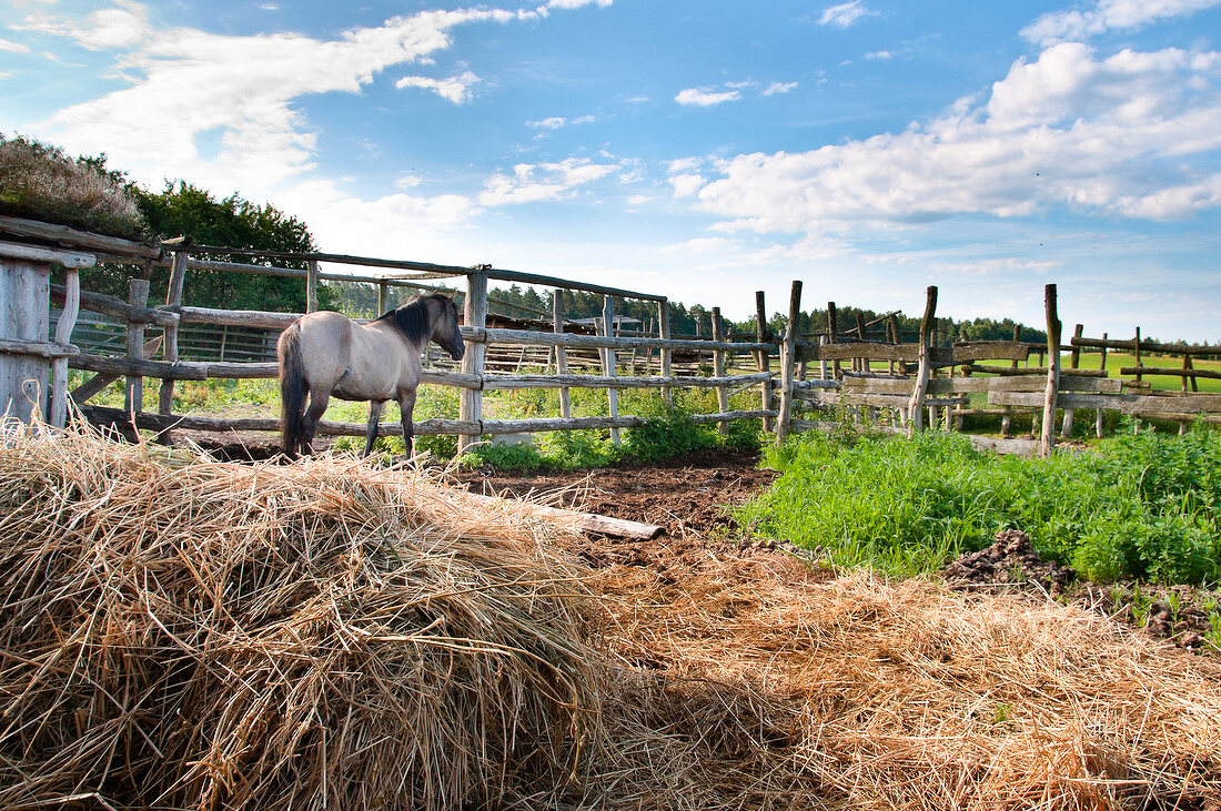 View of horse inside fence at Warmia-Masuria near Mikolajki, Poland