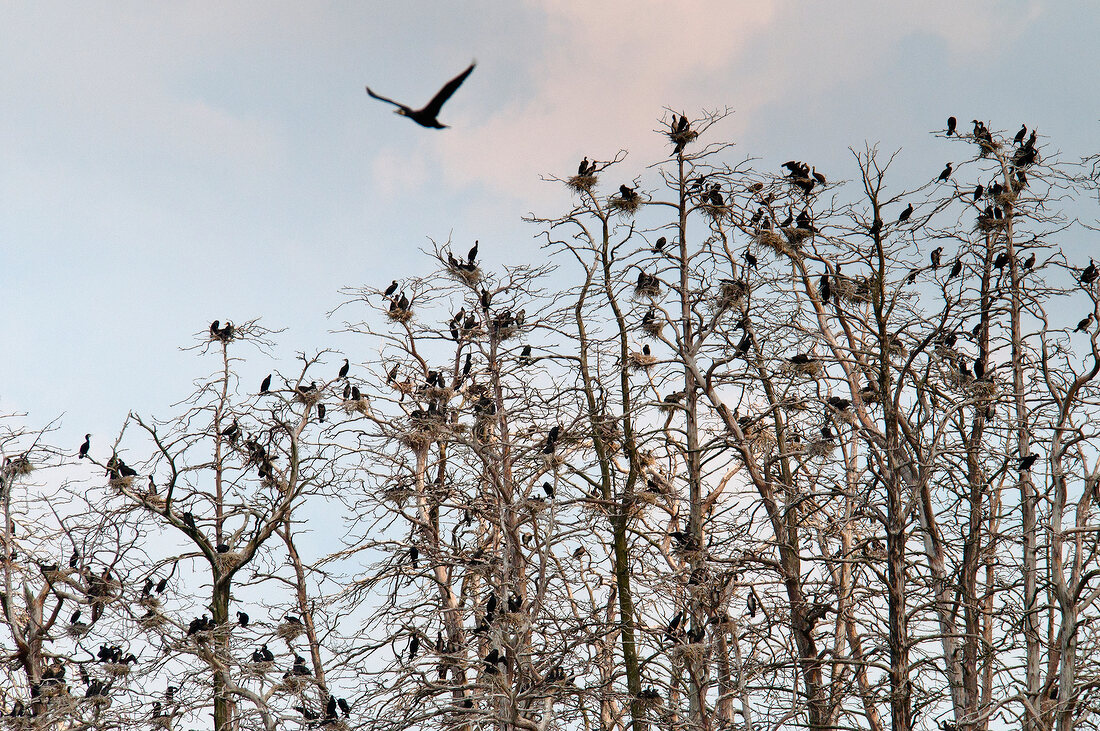 Polen: Ermland-Masuren, Masuren, nahe Mikolajki, Vogelinsel