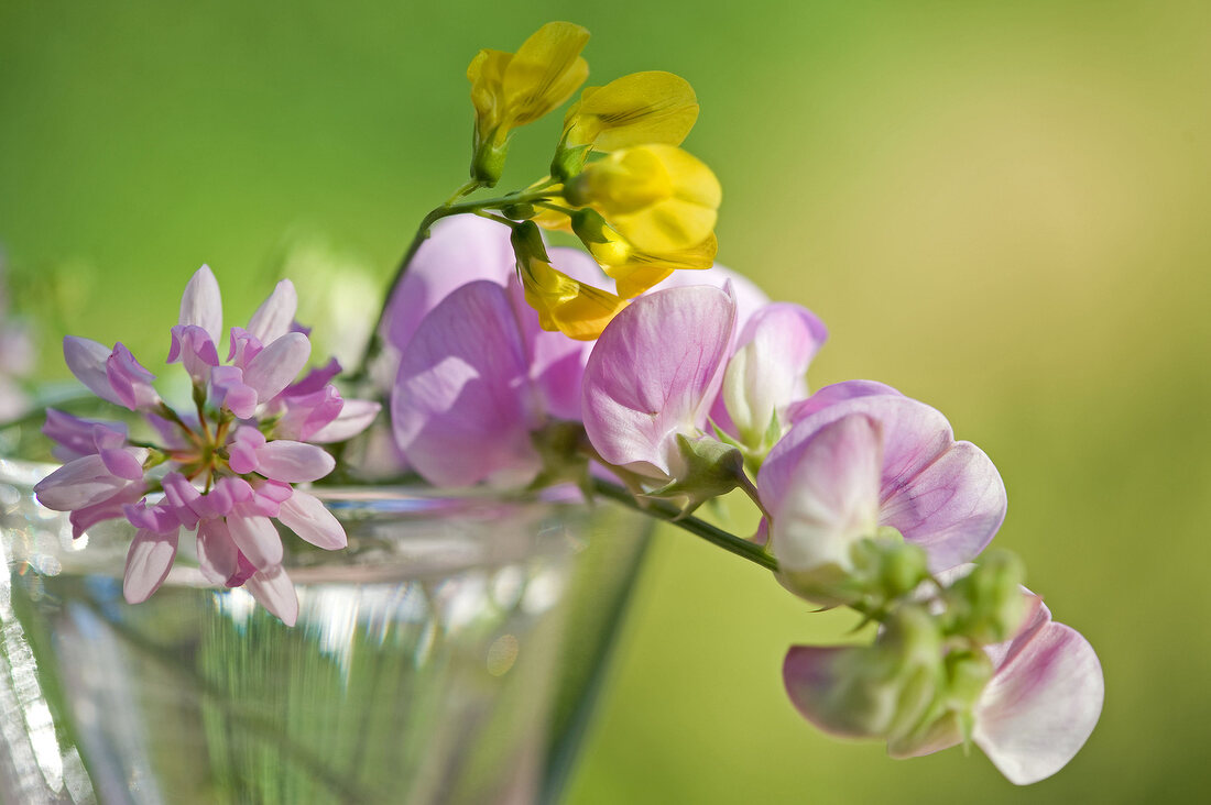 Wickenblüten in einer Glasvase, Nahaufnahme