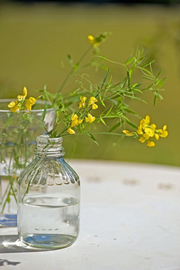 gelbe Wiesen-Platterbsen in einer Glasflasche