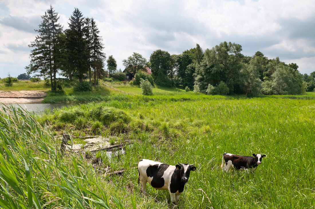 View of cows grazing in Mikolajki, Warmia-Masuria, Poland