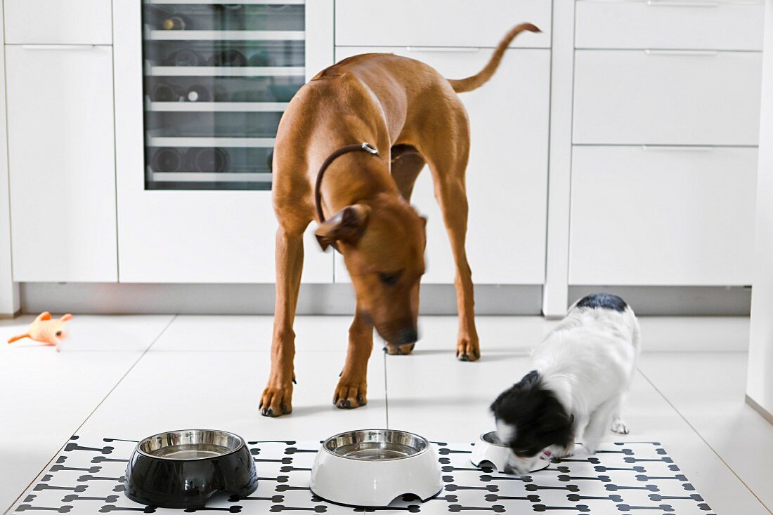 Dogs eating in kitchen