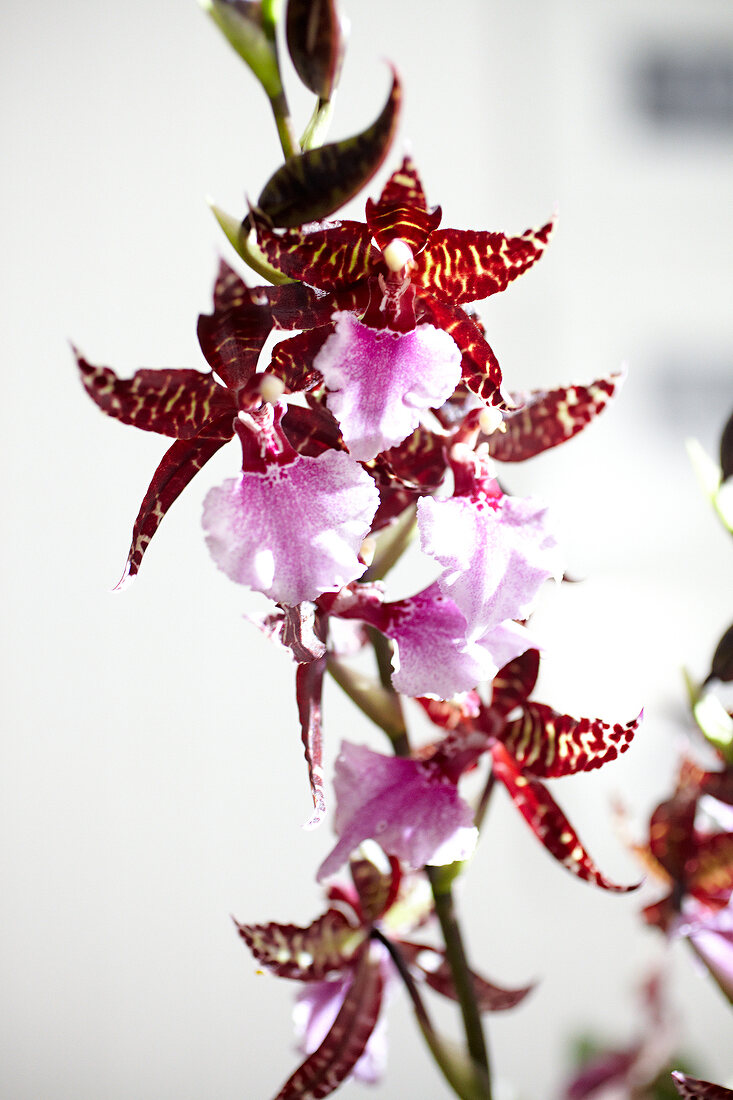 Close-up of blooming beallara joe's drum orchid