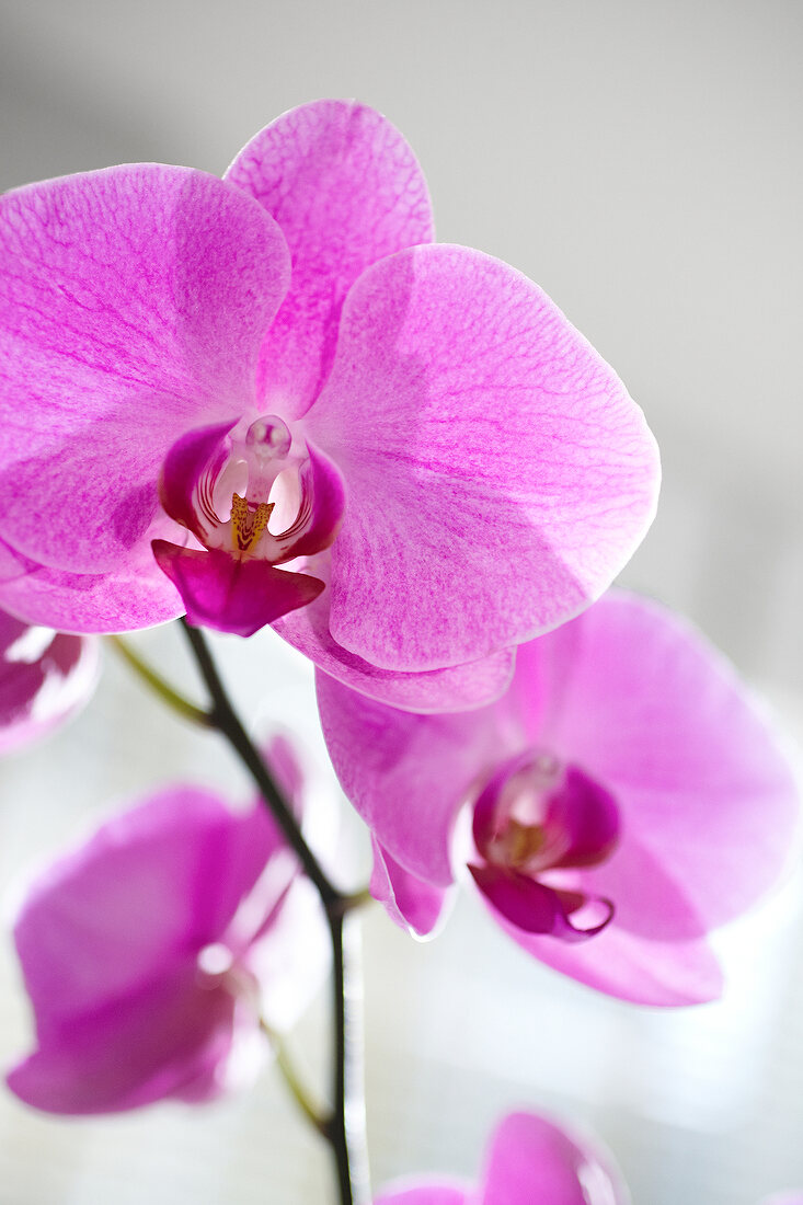 Close-up of blooming phalaenopsis 'hybrid 29' orchid