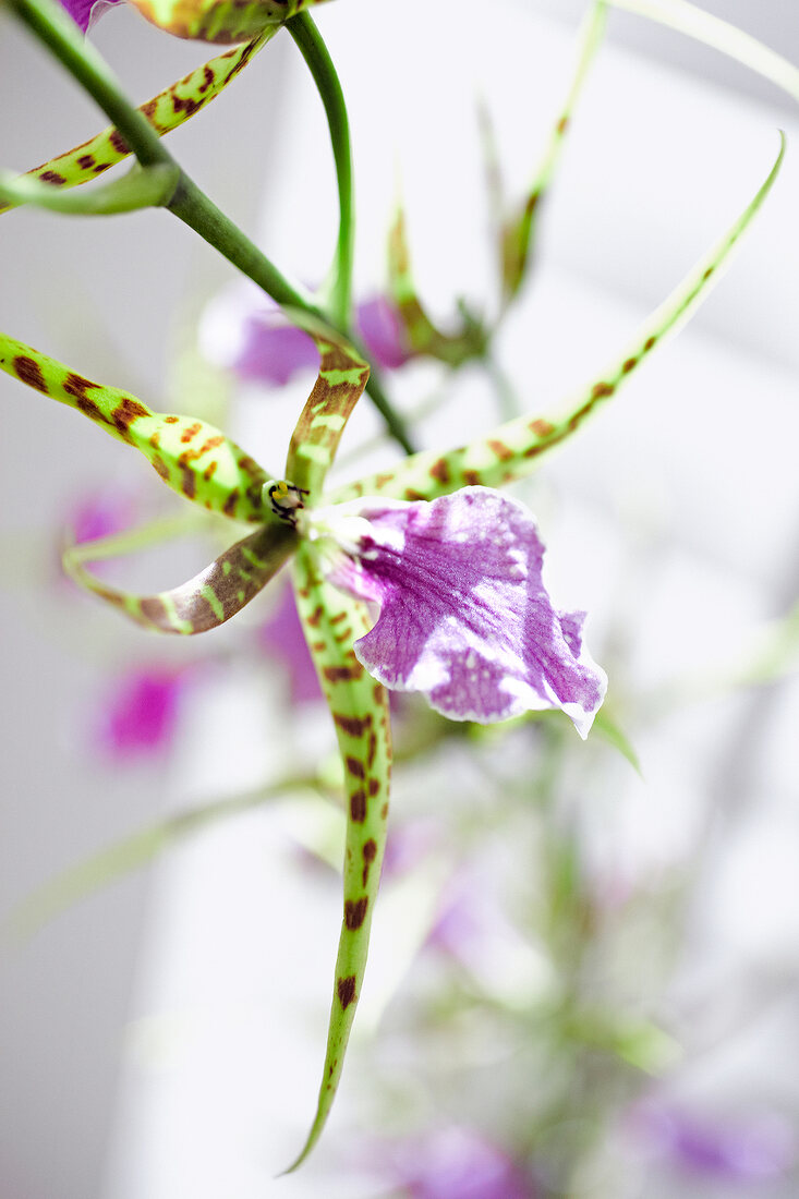 Close-up of blooming odontobrassia billabong 'celle' orchid