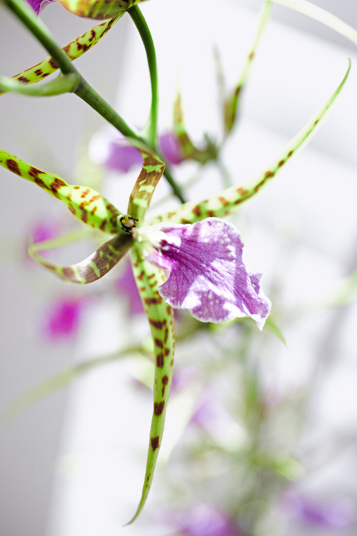 Orchidee, Orchideenblüte, blühend Odontobrassia Billabong 'Celle'
