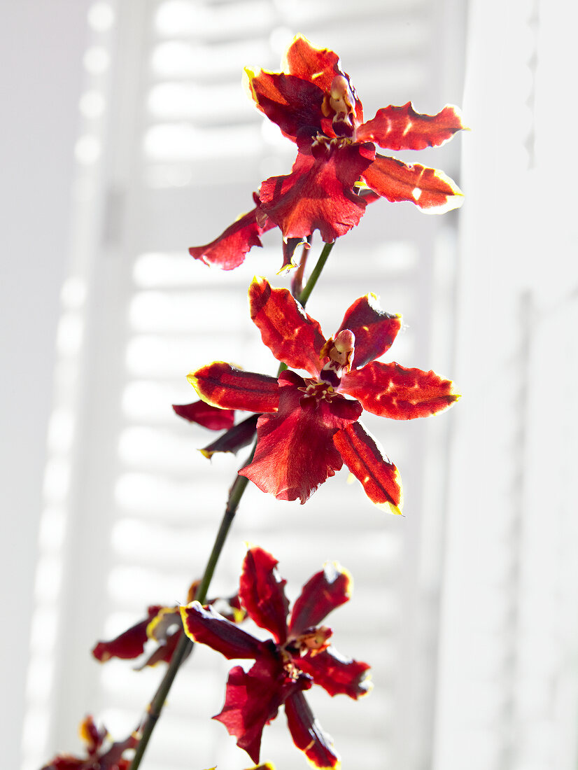 Close-up of blooming colmanara 'wildcat bobcat' orchid