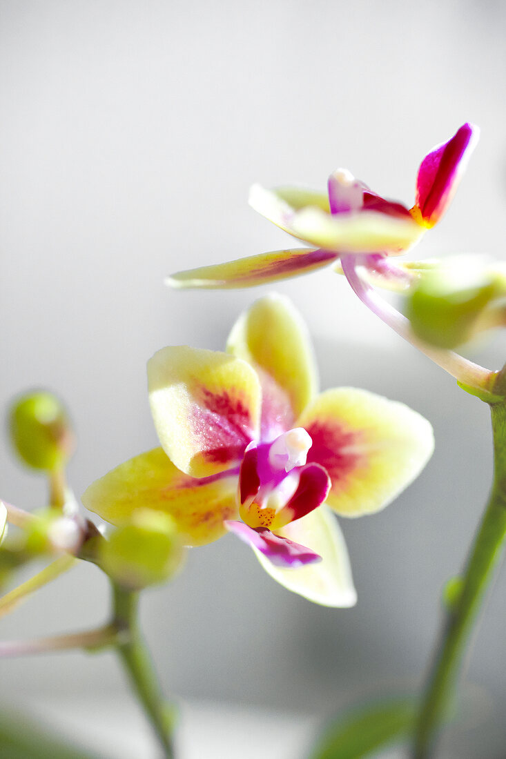 Close-up of blooming phalaenopsis 'gotris' orchid