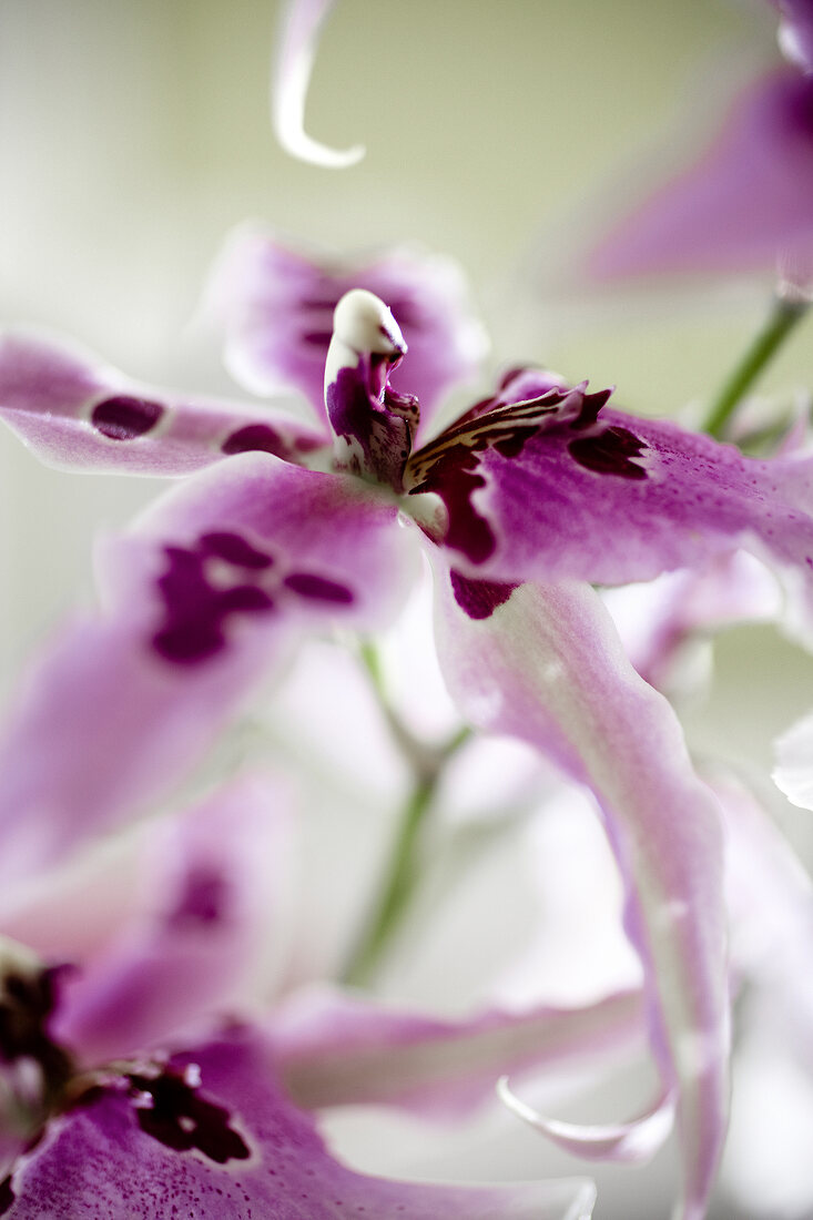 Close-up of blooming beallara 'peggy ruth carpenter' orchid
