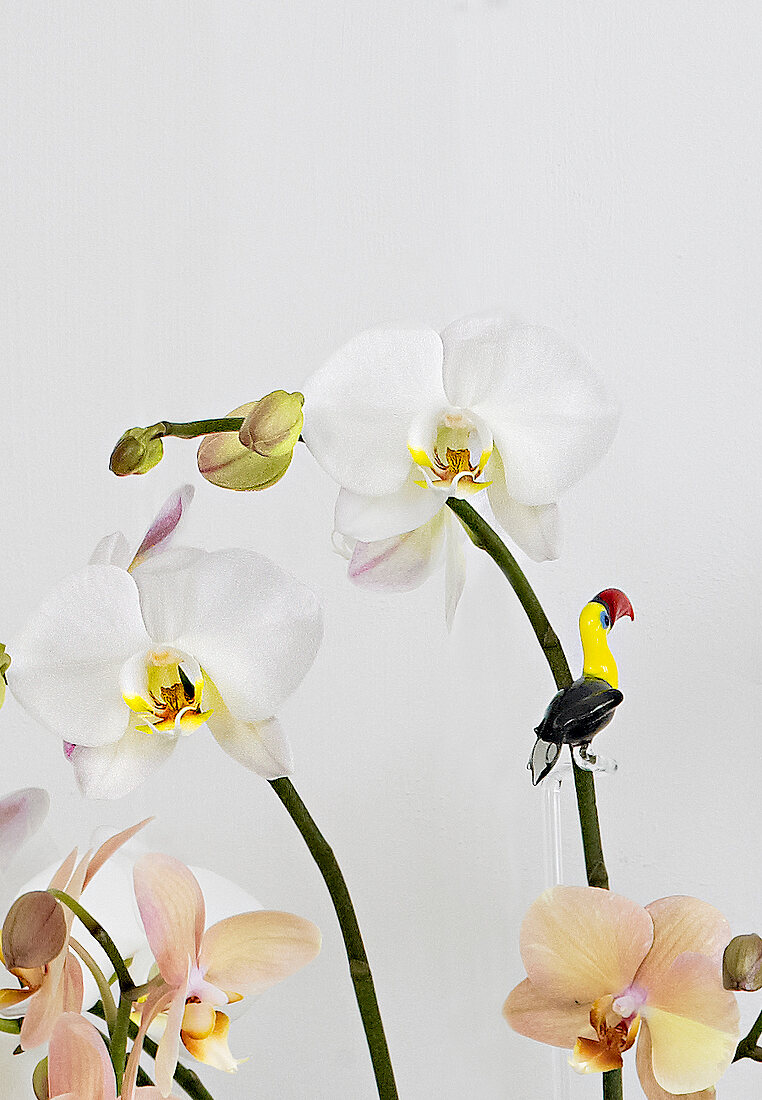 Orchid, orchid flower, flowering Phalaenopsis 'Hybride 111'