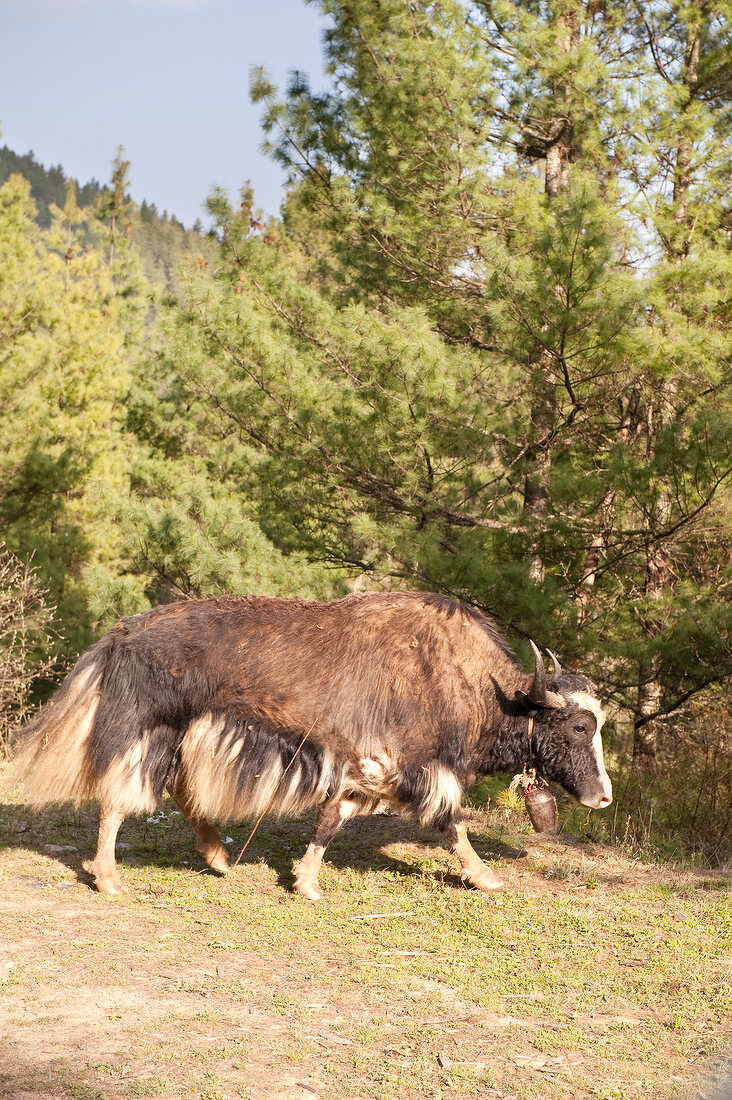 Bhutan, Yak in Bumthang 