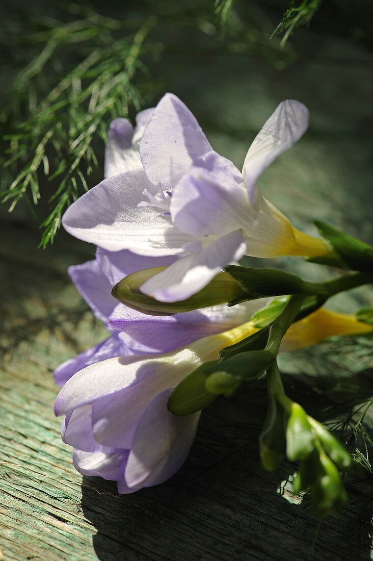 weiß-violette Freesie mit gelbem Hals