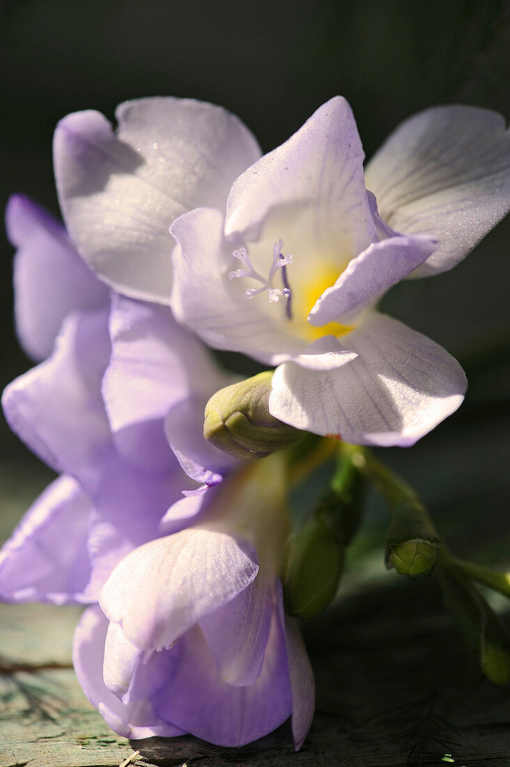 weiß-violette Freesie mit gelbem Hals