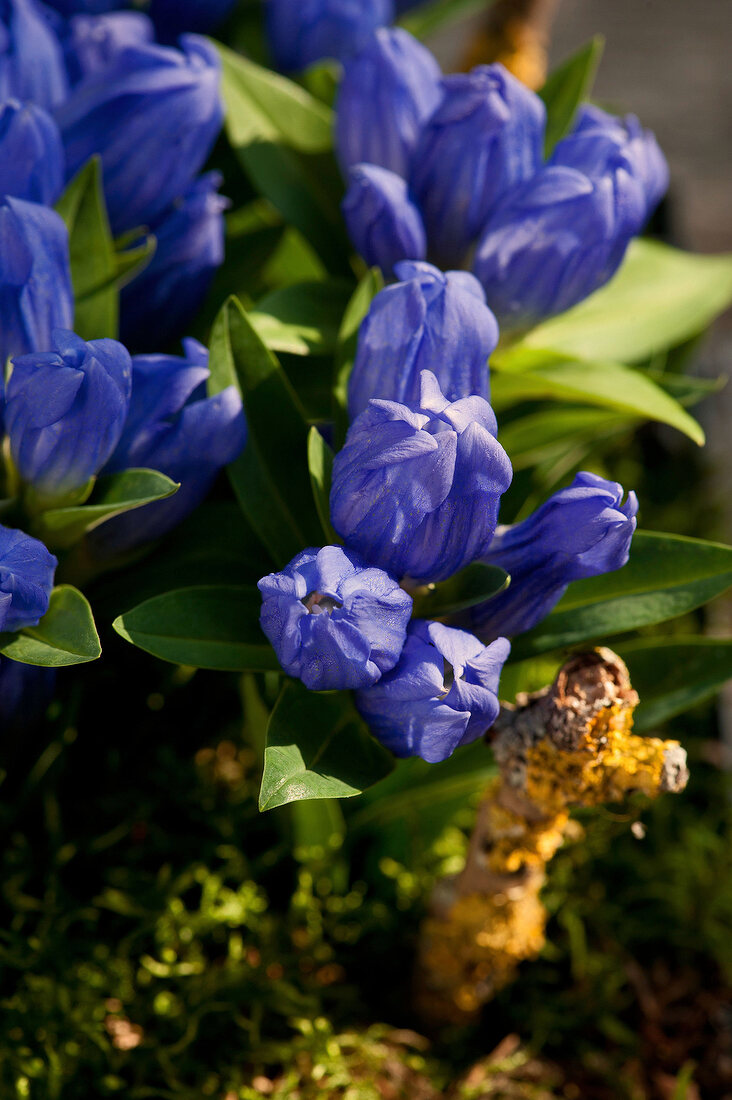 blaue Enzianblüten, Nahaufnahme 