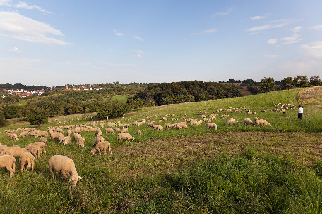 Flock of sheep eating grass at Valley Lauterbach gorge, Blieskastel, Bliesgau, Saarland