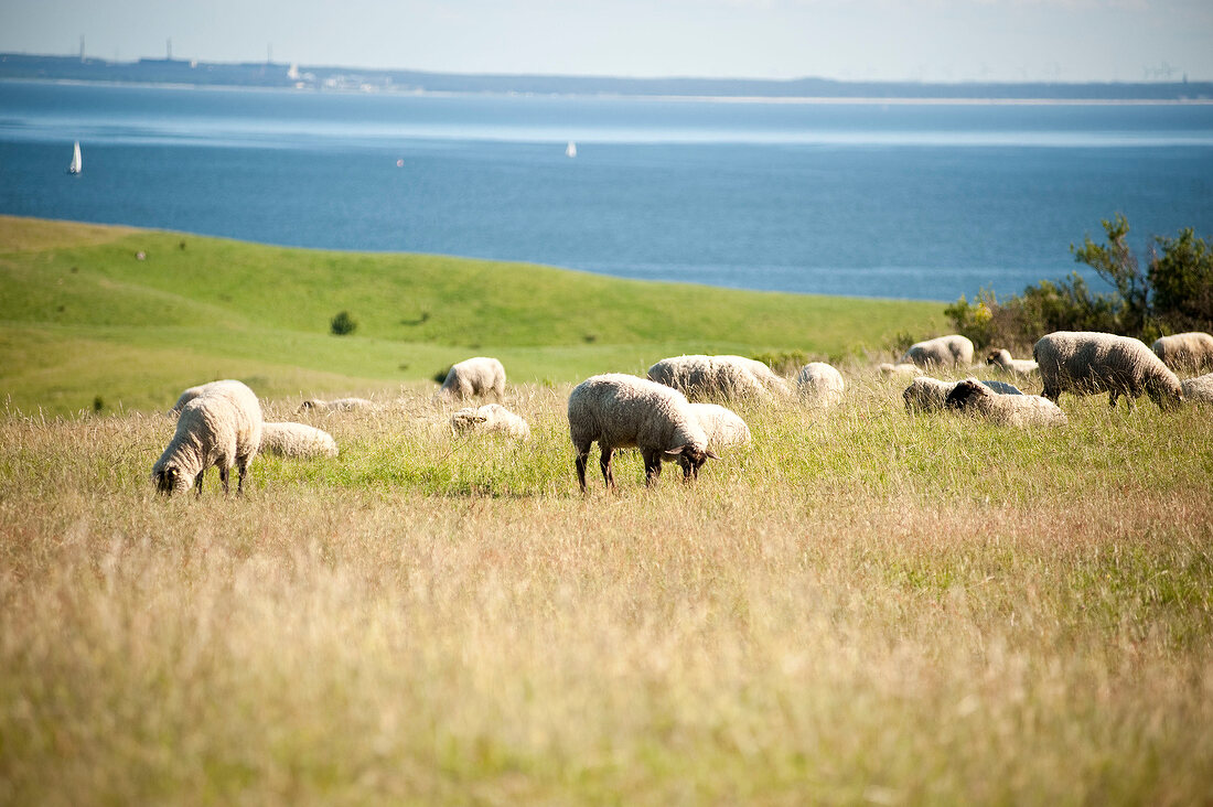 Sheep grazing grass on Moenchgut, Rugen, Germany peninsula