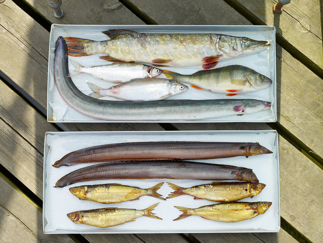 Fische aus der Fischerei Lasner, Plön, Deutschland