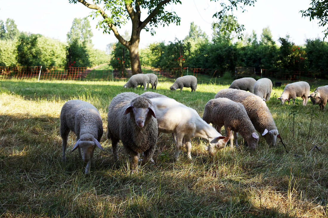 Sheep grazing in meadow orchard, Bieslich, Wesel, Niederrhein, Germany