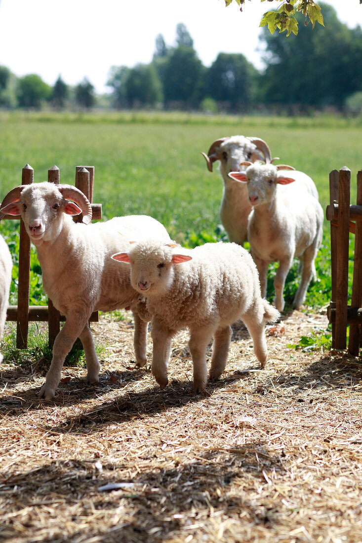 Schafe auf dem "Doktorenhof" in Venningen, Pfalz