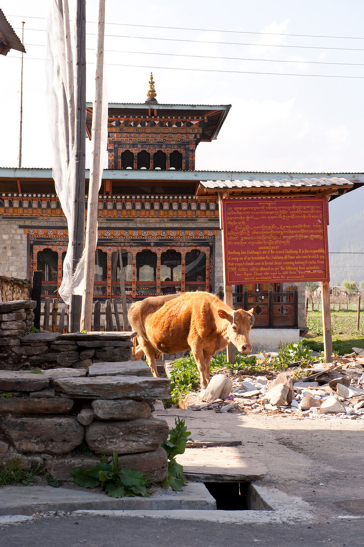 Cow standing in front of Jampey Lhakhang temple, Bhutan