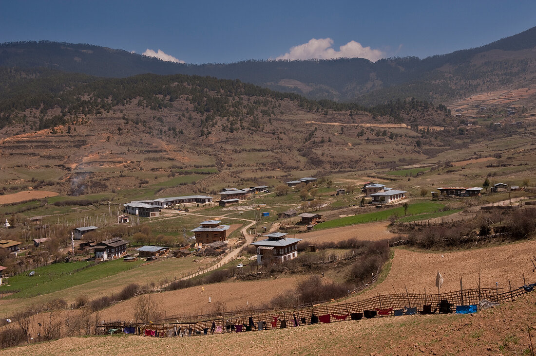 Cattles grazing in Ura valley, Bhutan