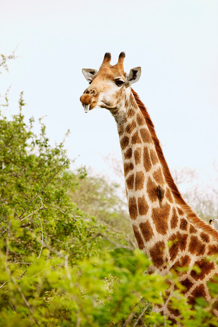 Giraffe sticking out tongue in safari, South Africa