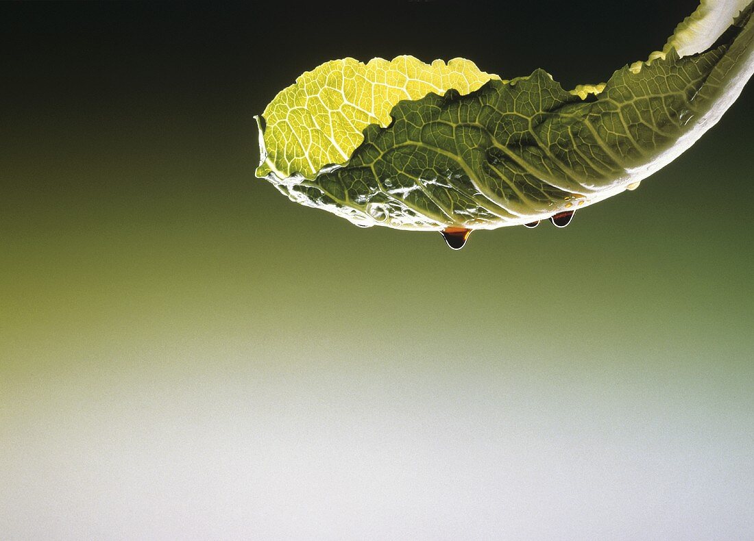 Red Wine Vinegar Dripping From a Lettuce Leaf