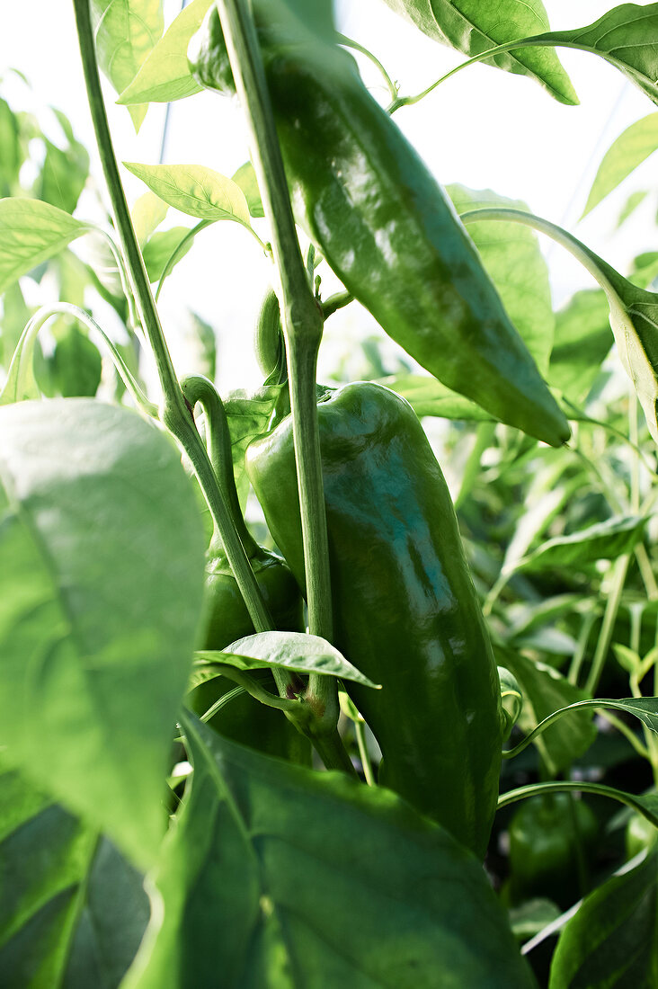 Green peppers on plant in greenhouse