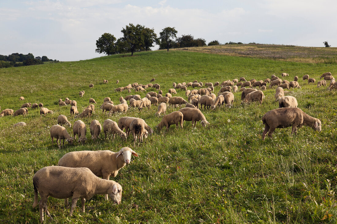 Sheep grazing in Valley Lauterbach, Blieskastel, Saarland, Germany