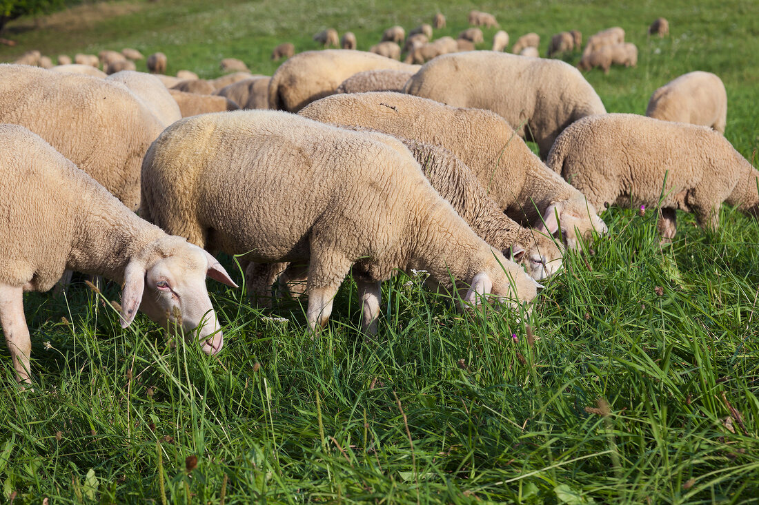 Sheep grazing in Valley Lauterbach, Blieskastel, Saarland, Germany