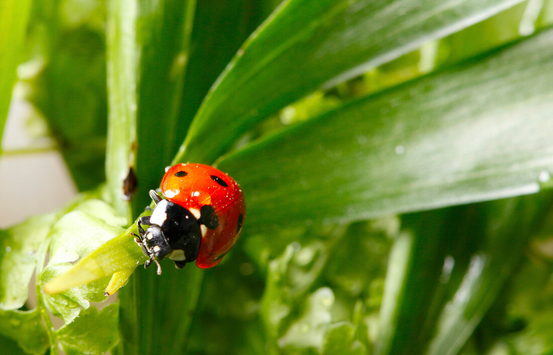 Marienkäfer, Siebenpunkt, close-up X 