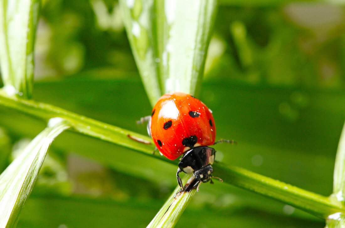 Close-up of seven-spot ladybug