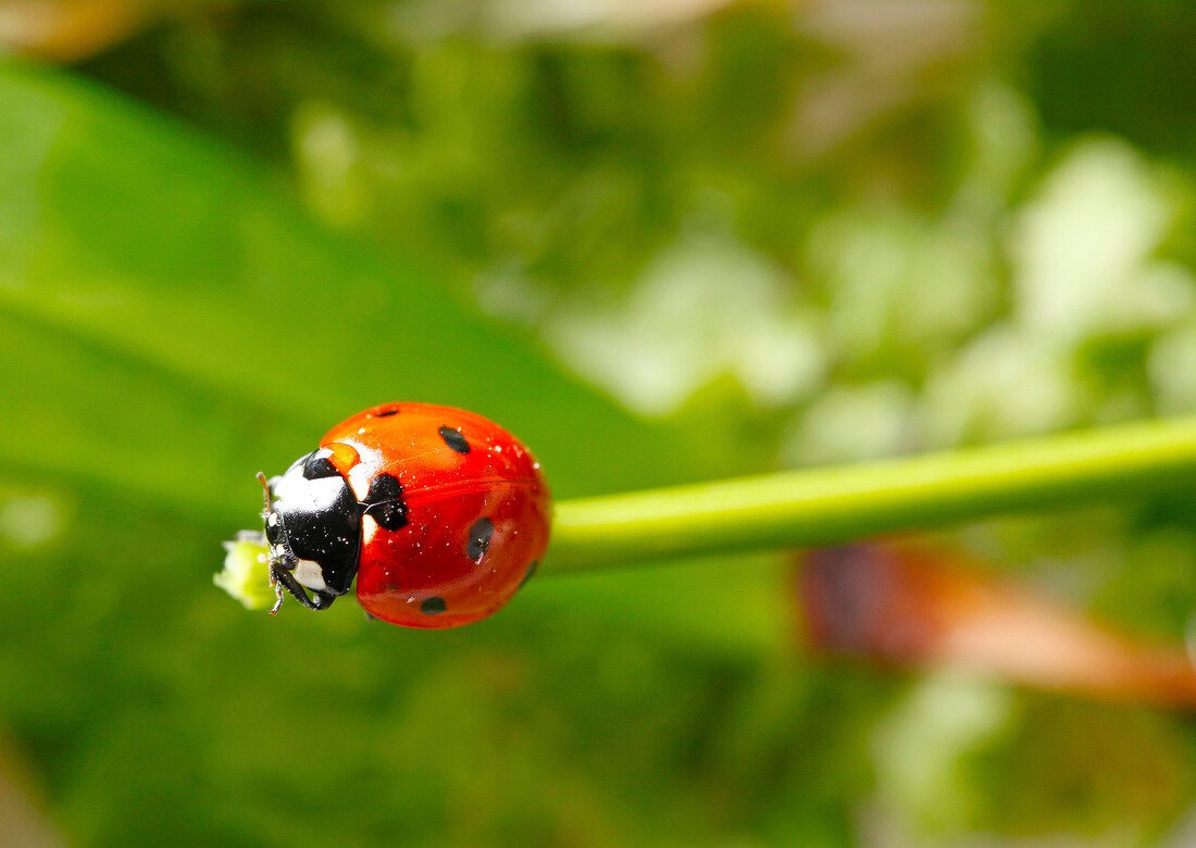 Close-up of seven-spot ladybug