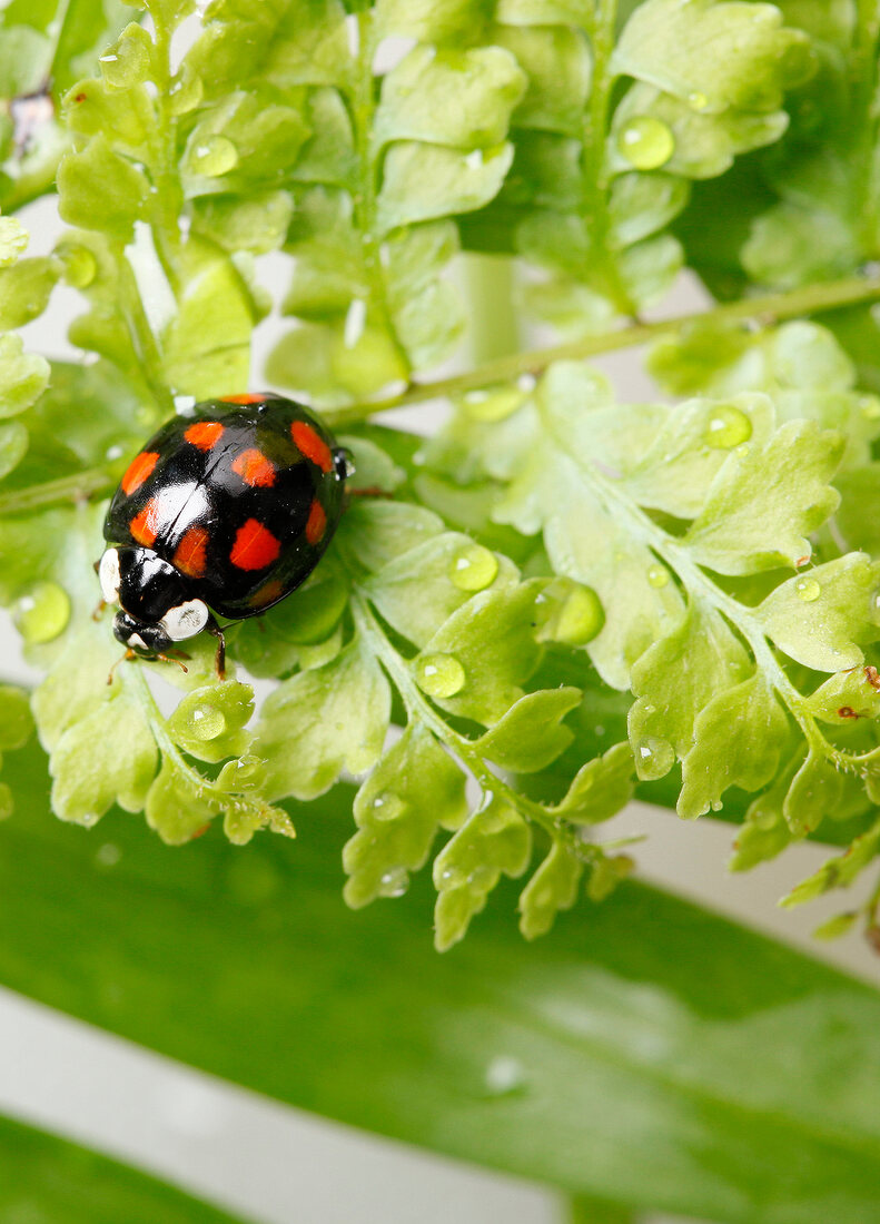 Asiatischer Marienkäfer, Zwölfpunkt, close-up