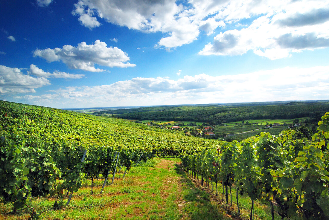 View of the Eisenberg vineyard, border between Hungary and Austria