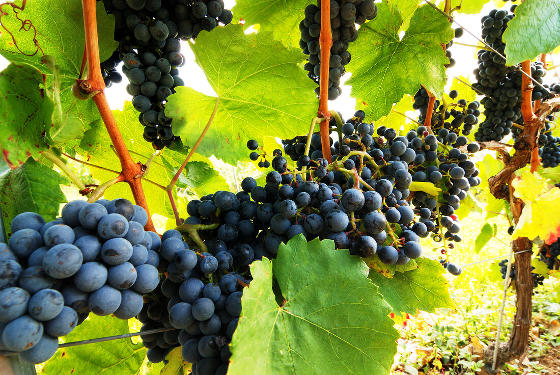 Close-up of bunch of black grapes