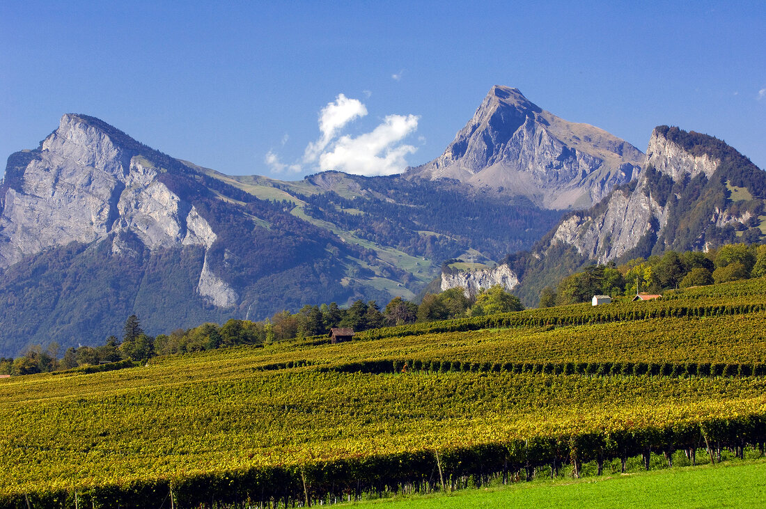 View of vineyard in Grison, Malans, Switzerland