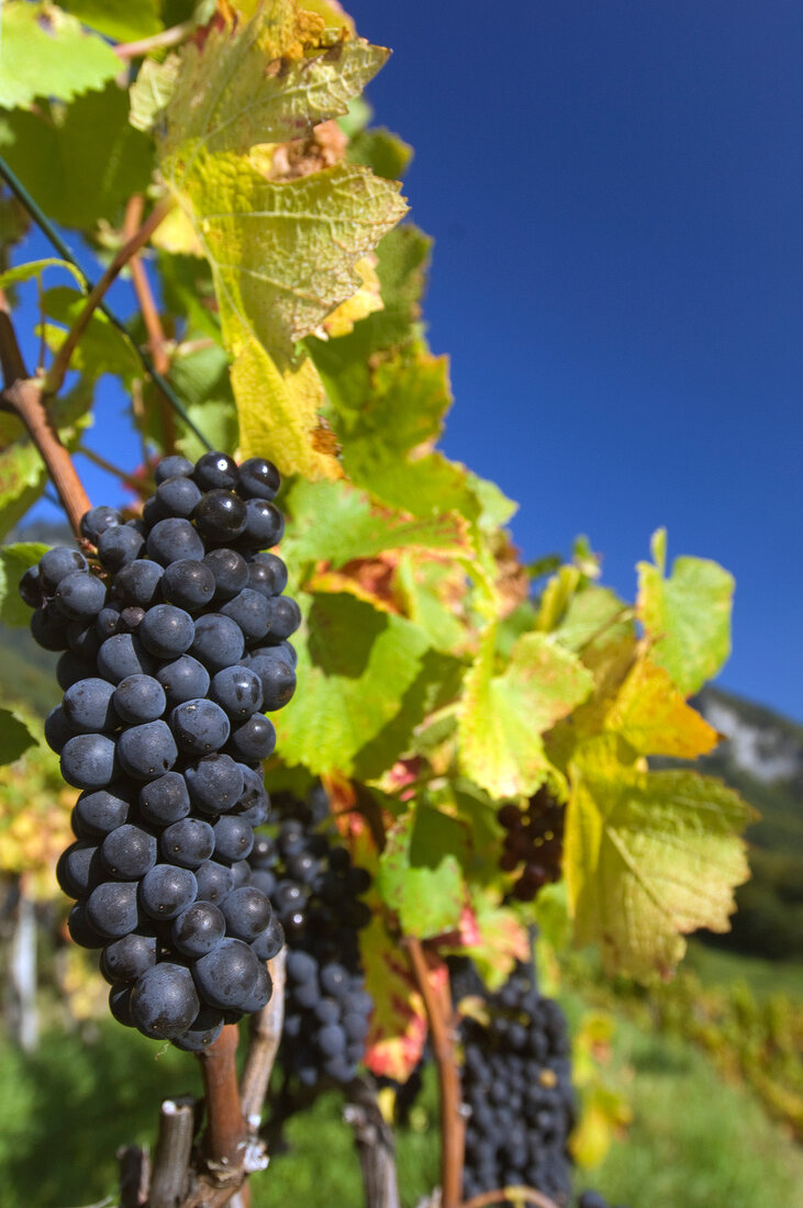 Malans, Vollreife Blauburgundertraube, im Hintergrund Berge