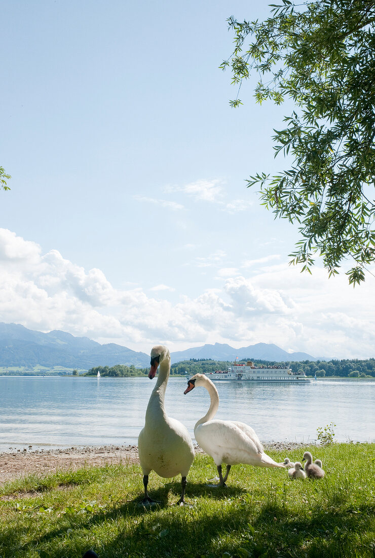Two swans at shore with Alps and sea in background, Chiemsee, Chiemgau, Bavaria, Germany