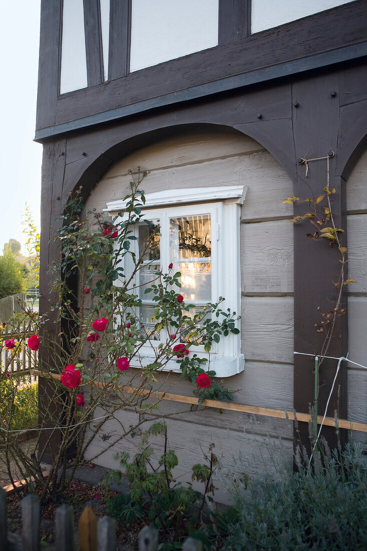 Window of Upper Lusatian house with rose plant, Upper Lusatia, Saxony, Germany