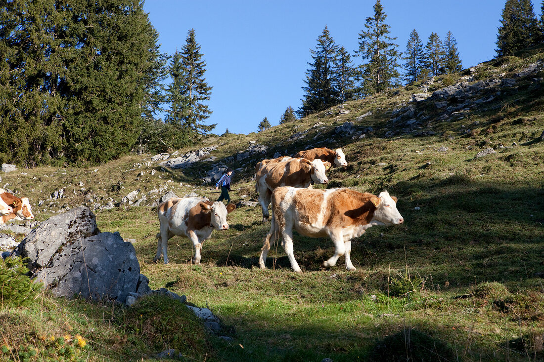 Cattle grazing at chiemgau Alps mountain, Bavaria, Germany