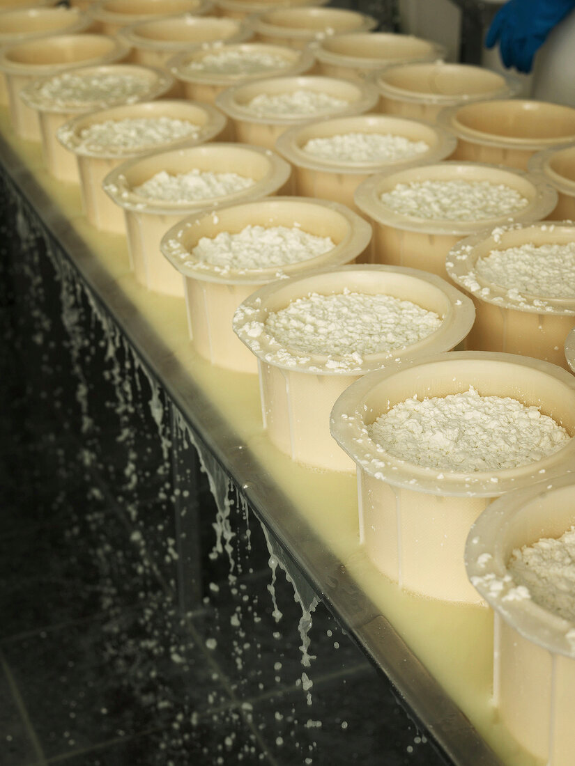 Pots of brie cheese on belt conveyor in Knuthenland factory