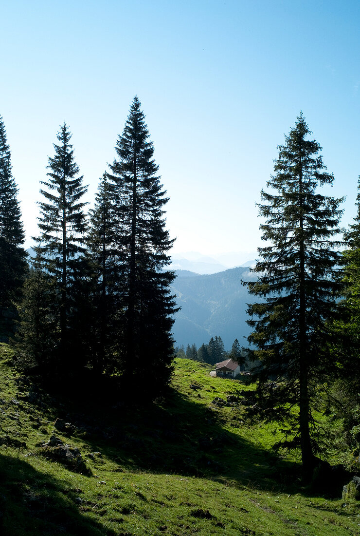 Chiemgau, Bayern, Chiemgauer Alpen, Spitzstein, bei Sachrang, Natur